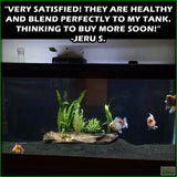 Can_tKillItplantedcombo_JeruS