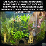 Can_tKillItplantedcombo_MeredithW