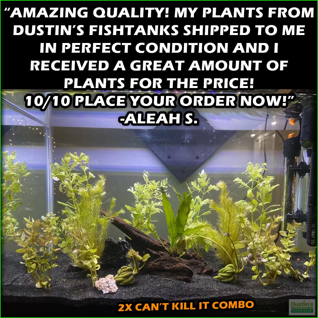 can plastic plants kill fish Can't Kill it Planted Combo (4 Plants For $24.95) – DustinsFishtanks