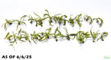 Crinum Natans_Aquarium Plant for sale