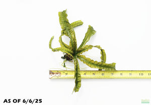 Crinum Natans_Aquarium Plant for sale_aquarium plants