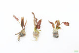 Bronze Crypt Wendtii (Brown Leaf Stem)