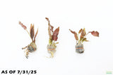 Bronze Crypt Wendtii (Brown Leaf Stem)