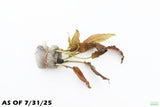 Crypocoryne Wendtii Bronze