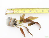 Bronze Crypt Wendtii (Brown Leaf Stem)