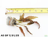 Crypocoryne Wendtii Bronze