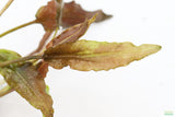 Bronze Crypt Wendtii (Brown Leaf Stem)