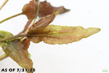 Crypocoryne Wendtii Bronze