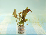 Bronze Crypt Wendtii (Brown Leaf Stem)