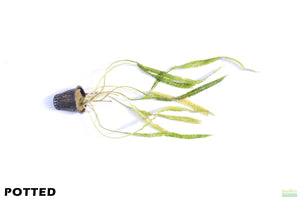 Cryptocoryne Balansae_Crypt_Crypts_Aquarium PLant_Aquarium Plants For Sale