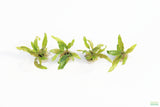 Crypt Balansae_Cryptocoryne_Aquarium Plant For Sale