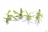 Crypt Balansae_Cryptocoryne_Aquarium Plant For Sale