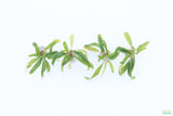 Crypt Balansae_Cryptocoryne_Aquarium Plant For Sale