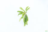 Crypt Balansae_Cryptocoryne_Aquarium Plant For Sale