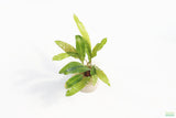 Crypt Balansae_Cryptocoryne_Aquarium Plant For Sale