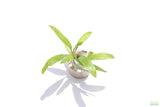 Crypt Balansae_Cryptocoryne_Aquarium Plant For Sale