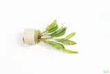 Crypt Balansae_Cryptocoryne_Aquarium Plant For Sale