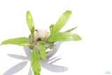 Crypt Balansae_Cryptocoryne_Aquarium Plant For Sale