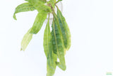 Crypt Balansae_Cryptocoryne_Aquarium Plant For Sale