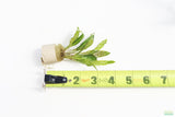 Crypt Balansae_Cryptocoryne_Aquarium Plant For Sale