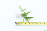 Crypt Balansae_Cryptocoryne_Aquarium Plant For Sale