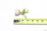 Crypt Balansae_Cryptocoryne_Aquarium Plant For Sale