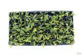 Crypt Balansae_Cryptocoryne_Aquarium Plant For Sale