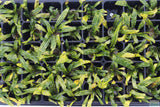 Crypt Balansae_Cryptocoryne_Aquarium Plant For Sale