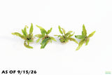 Crypt Balansae_Cryptocoryne_Aquarium Plant For Sale