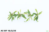 Crypt Balansae_Cryptocoryne_Aquarium Plant For Sale