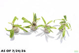 Crypt Balansae_Cryptocoryne_Aquarium Plant For Sale