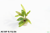 Crypt Balansae_Cryptocoryne_Aquarium Plant For Sale