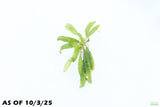 Crypt Balansae_Cryptocoryne_Aquarium Plant For Sale
