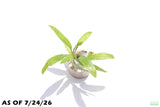 Crypt Balansae_Cryptocoryne_Aquarium Plant For Sale