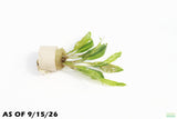 Crypt Balansae_Cryptocoryne_Aquarium Plant For Sale