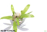 Crypt Balansae_Cryptocoryne_Aquarium Plant For Sale