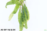 Crypt Balansae_Cryptocoryne_Aquarium Plant For Sale