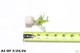 Crypt Balansae_Cryptocoryne_Aquarium Plant For Sale
