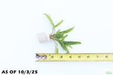 Crypt Balansae_Cryptocoryne_Aquarium Plant For Sale