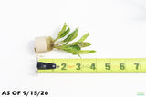 Crypt Balansae_Cryptocoryne_Aquarium Plant For Sale