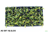 Crypt Balansae_Cryptocoryne_Aquarium Plant For Sale