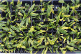 Crypt Balansae_Cryptocoryne_Aquarium Plant For Sale