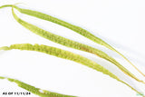 Cryptocoryne Balansae_Crypt_Crypts_Aquarium PLant_Aquarium Plants For Sale