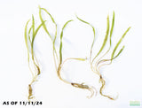 Cryptocoryne Balansae_Crypt_Crypts_Aquarium PLant_Aquarium Plants For Sale