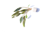 Crypt Becketii Petchii_Cryptocoryne_Aquarium plants for sale_aquarium plant for sale