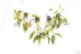 Crypt Blassii_Cryptocoryne_Aquarium Plant For Sale