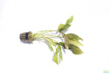 Crypt Blassii_Cryptocoryne_Aquarium Plant For Sale
