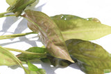 Crypt Blassii_Cryptocoryne_Aquarium Plant For Sale
