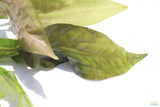 Crypt Blassii_Cryptocoryne_Aquarium Plant For Sale