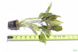 Crypt Blassii_Cryptocoryne_Aquarium Plant For Sale